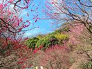 熱海梅園