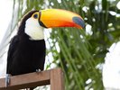 【松江フォーゲルパーク】お車で約15分。国内最大級の花の大温室を持つ、花と鳥のテーマパークです。