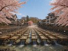 春の湯畑は桜と共に。