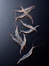 富山湾の宝石。白エビ