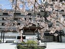 当館目前には、やなせ公園の桜並木が。例年、4月上旬に見頃を迎えます♪