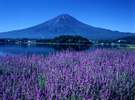 夏の富士山・河口湖