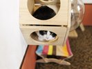ワンニャンルーム【スタンダード】(ベッド付き和洋室)