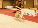 大型犬ものびのび遊べる屋内ドッグラン