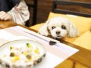 ワンちゃん用の別注料理も充実♪