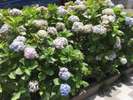 ホテル前の紫陽花02