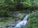 洞川遊歩道は自然がいっぱい