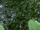 龍泉寺の境内には清流にしか咲かない梅花藻が初夏から夏に咲きます