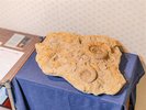 【3人部屋の恐竜ルーム・307】シングルベットが3つ並んだモササウルスの海のお部屋です。