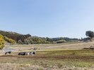 【ダム湖の見える牧場・牛の放牧】当館から車で約3分、ブラウンスイスとホルスタインが放牧されています