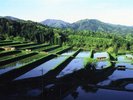 【大原新田】当館から車で約25分、奥出雲を代表する棚田で日本棚田100選にも選ばれています。