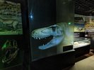 【展示室1階・ナイトミュージアム】ご宿泊のお客様限定で毎日19:00〜21:00の間で開催しています。