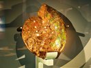 【2階博物館】国内では最大級の大きさを誇る、宝石化したアンモナイトを展示しています。