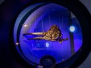 【2階博物館】現生のイルカに似た、海生は虫類のイクチオサウルスの頭骨を展示しています。