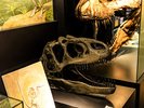 【1階博物館】当博物館のエントランスにあるアロサウルスの頭骨です。