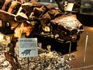 【1階博物館】全国でも珍しいエウオプロケファルスの全身骨格が間近でご覧いただけます。