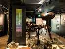 【1階博物館】アンキロサウルス類に見られる特徴の尻尾にあるハンマーが間近でみられます。