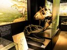 【1階博物館】白亜紀の代表的な肉食恐竜の頭骨とジュラ紀の代表的な肉食恐竜の頭骨を比較できます。