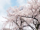 ■ソメイヨシノ桜並木(見頃4月下旬〜5月上旬)