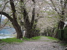 ■桧木内川堤ソメイヨシノ(見頃4月下旬〜5月上旬)