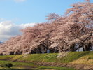 ■桧木内川堤ソメイヨシノ(見頃4月下旬〜5月上旬)