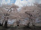 ■桧木内川堤ソメイヨシノ(見頃4月下旬〜5月上旬)
