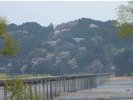 蓬莱橋(島田市)