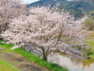 斐伊川堤防桜並木