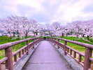 斐伊川堤防桜並木