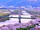 斐伊川堤防桜並木