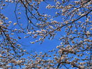 斐伊川堤防桜並木