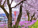 斐伊川堤防桜並木