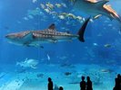 【海遊館】関西エリア屈指の水族館。