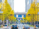 【御堂筋】沿道のイチョウ並木は秋には黄色に染まり、冬にはイルミネーションも実施されます。
