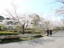 動鳴気峡桜まつり