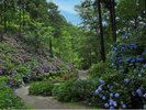 救馬溪観音のあじさい曼荼羅園