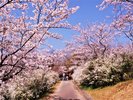 平草原公園桜(桜まつり3/25〜4/5まで開催)