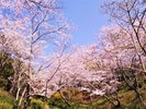 平草原公園桜(夜桜ライトアップ3/25〜4/1まで)
