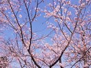 平草原公園桜(例年見ごろ3月下旬から4月上旬)