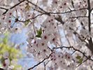 平草原公園桜(ホテルから車で約30分)
