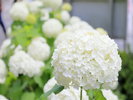 あじさい祭り: 6月中旬の日曜日(2025年は6月15日)に開催。
