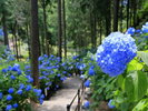 約120種1万株の色とりどりのアジサイが山の斜面を埋め尽くす、県内屈指の紫陽花園。ホテルから車で約20分