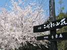 4月初旬頃、満開の桜が、お客様をお出迎えします♪