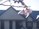 2023年1月9日小室桜が咲き出しています。