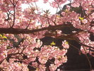 春になりいろいろな桜が