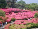 2024年4月18日 小室山つつじ公園