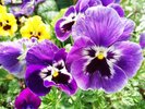 お庭に咲いている花 パンジー