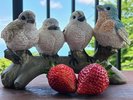 一階ウッドデッキで育てているイチゴを収穫しました。