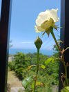 一階ウッドデッキで育てているバラの写真です。
