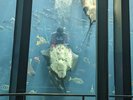 下田海中水族館の写真です。